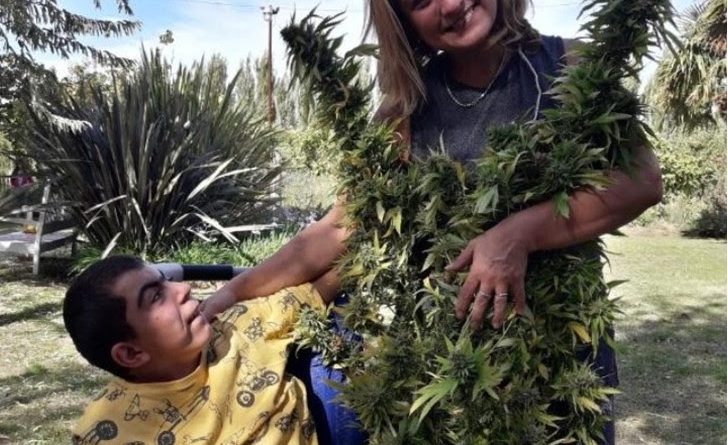 Cannabis Historias De Madres Plantas Y Salud Todas Las Hojas Son 