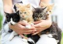 Catsitters: Un cuidado especial para los gatos cuando sus dueños no están