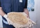 Aduana frustró contrabando y restituyó colección de 6.400 fósiles de gran valor patrimonial